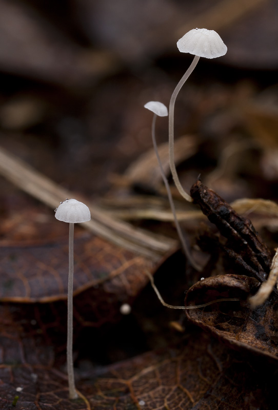 Mycena polyadelpha